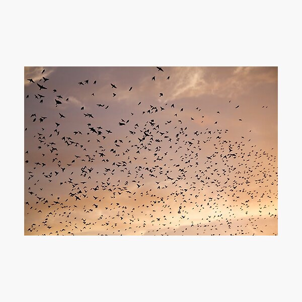 Sunset Movements Photographic Print