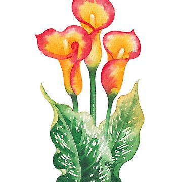 Artwork thumbnail, Watercolor Calla Lily by Ekaterina Glazkova