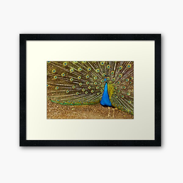 pavo real 2 Framed Art Print