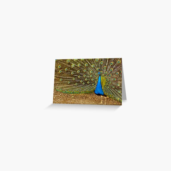 pavo real 2 Greeting Card