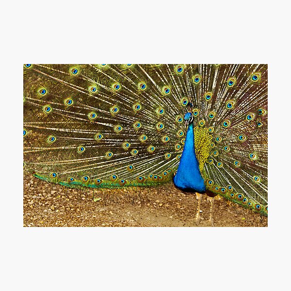 pavo real 2 Photographic Print