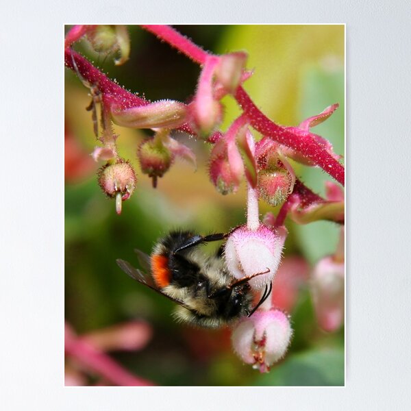 Item preview, bee in salal blossom  designed and sold by Terrill Welch.