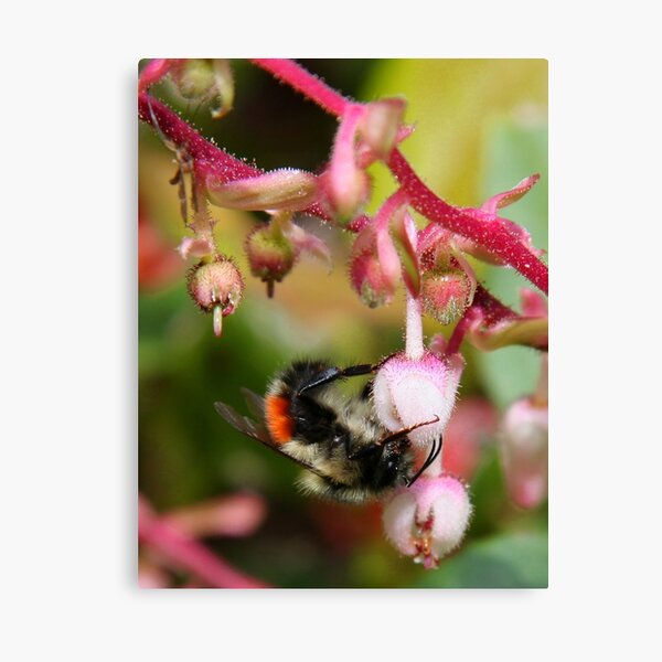 Item preview, bee in salal blossom  designed and sold by Terrill Welch.