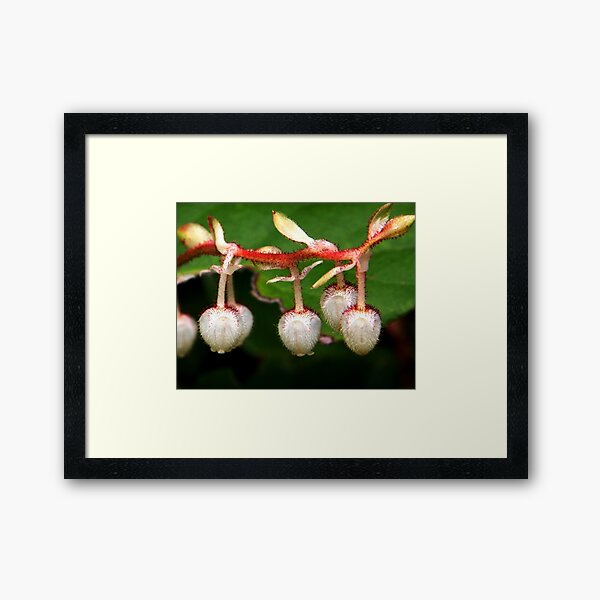 Item preview, salal blossoms designed and sold by Terrill Welch.