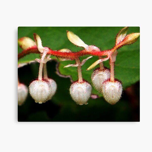 Item preview, salal blossoms designed and sold by Terrill Welch.
