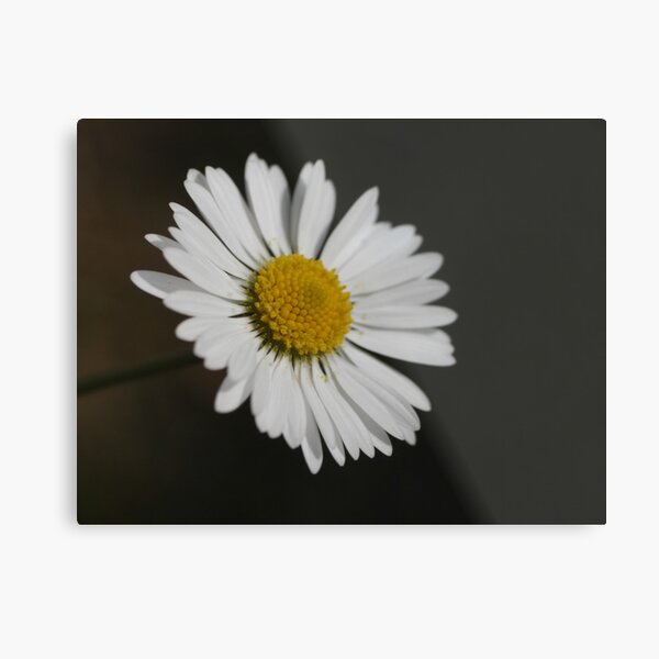 daisy Metallbild