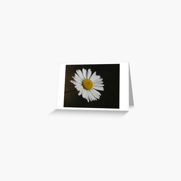 daisy Greeting Card