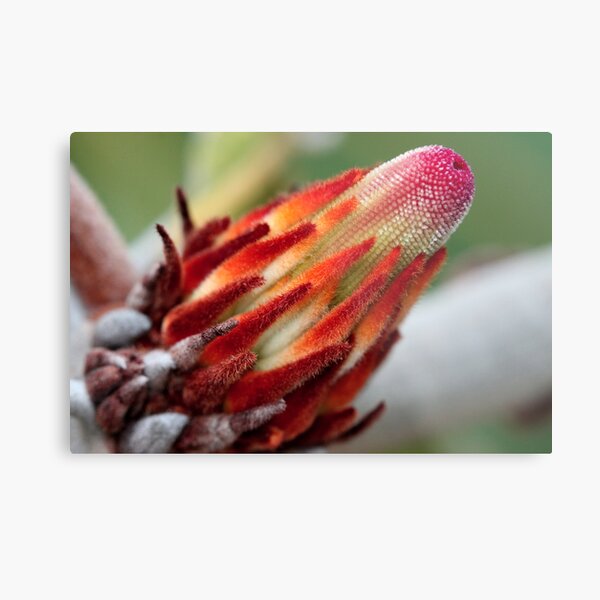 Banksia robur Metal Print