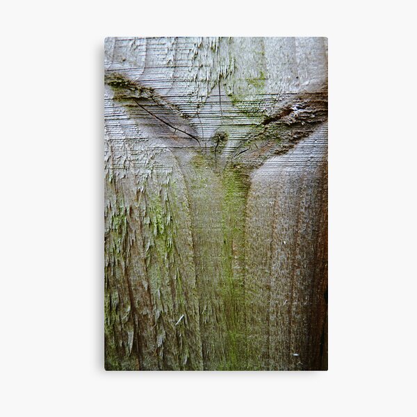 Angel of the wood Canvas Print