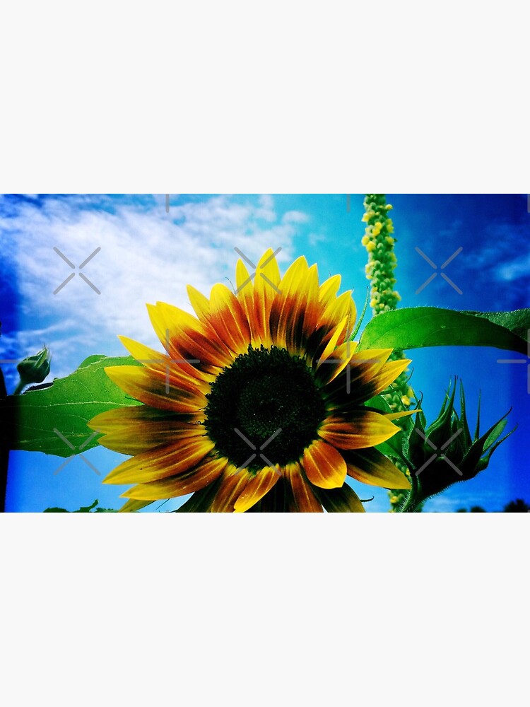 Sunflower Lover - Sunflower Art Photography by OneDayArt