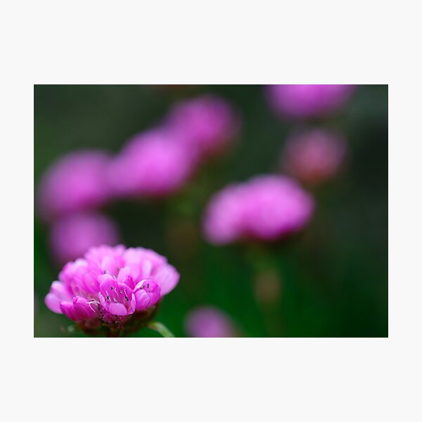 Pretty in Pink Photographic Print