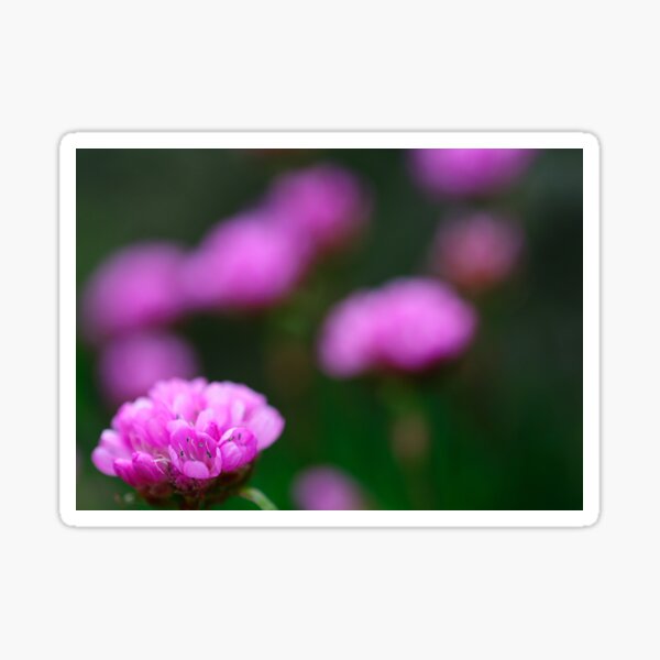 Pretty in Pink Sticker