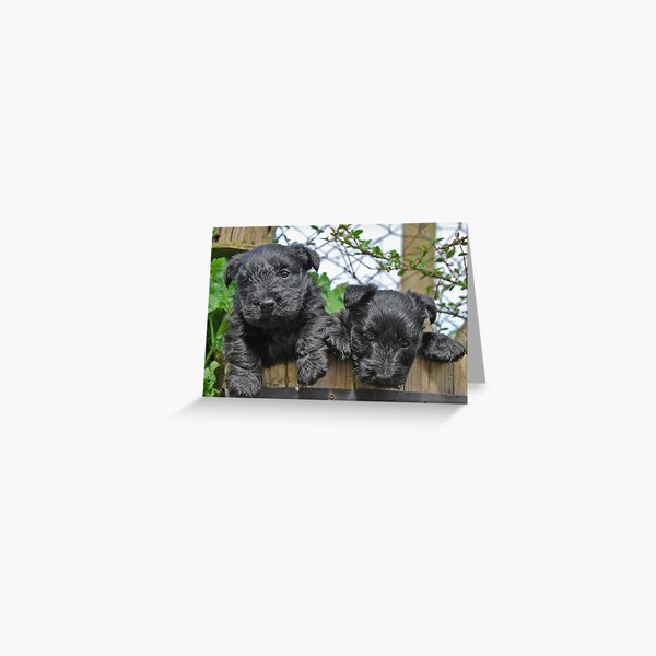 double cute Greeting Card
