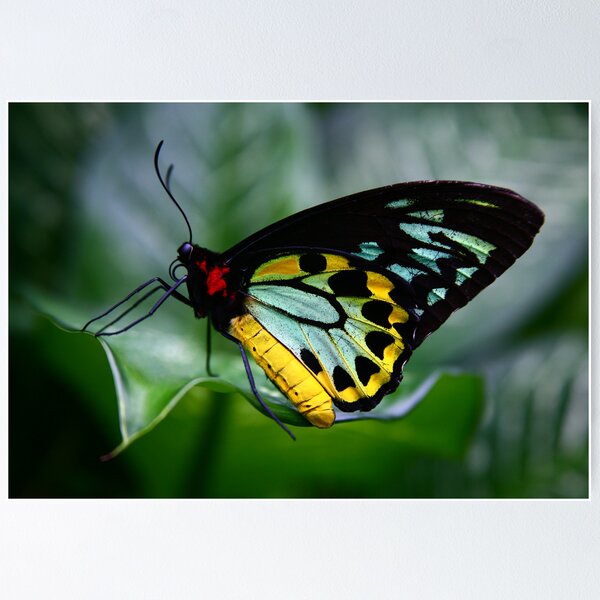 Item preview, Butterfly designed and sold by MiaRose.