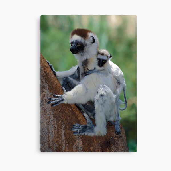 Blaze is beautiful Canvas Print