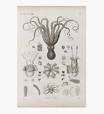 Weinlese Cephalopod Zoologisches Diagramm Fotodruck