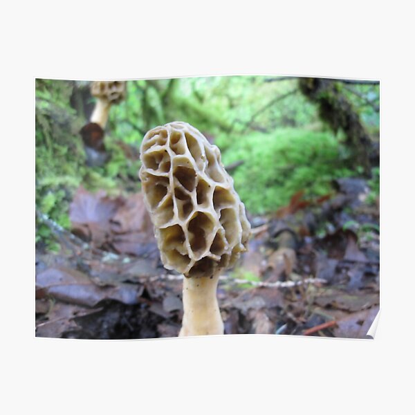 Morel Poster
