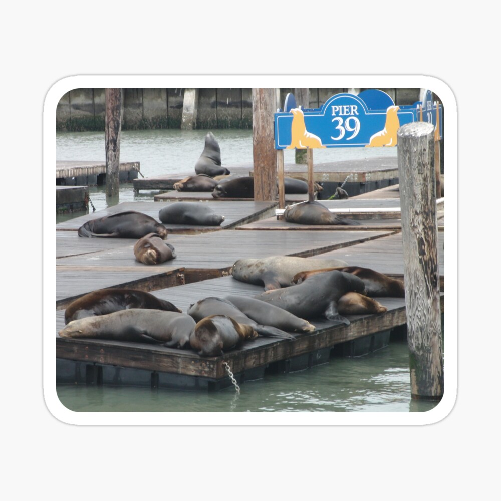 Premium Photo  Sea lions at pier 39 in san francisco