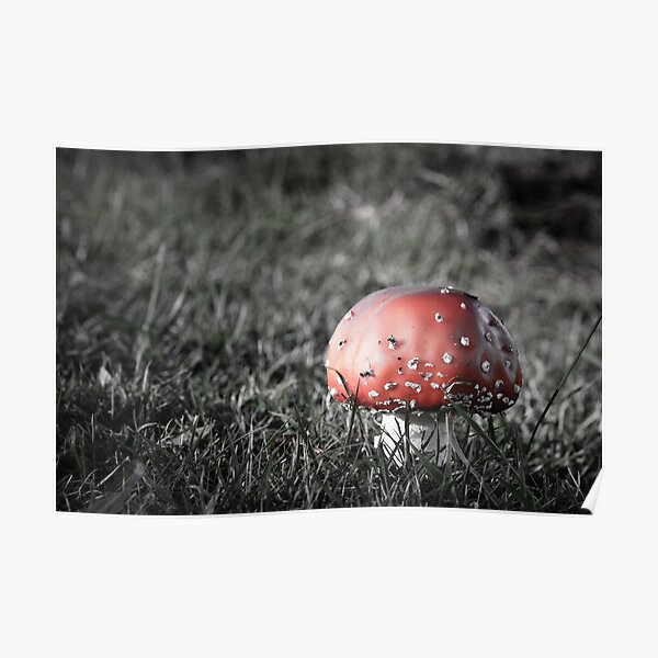 Amanita Poster