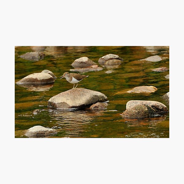 Item preview, Common sandpiper out on the rocks designed and sold by Grandalf.