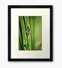 Searching Framed Print