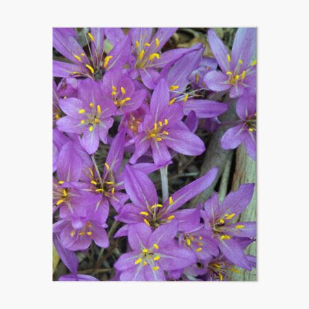 Crocus - by South Australian artist Avril Thomas at Magpie Springs - Adelaide Hills - Fleurieu Peninsula - South Australia Art Board Print