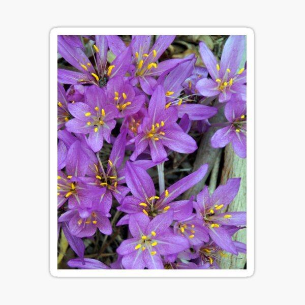 Crocus - by South Australian artist Avril Thomas at Magpie Springs - Adelaide Hills - Fleurieu Peninsula - South Australia Sticker