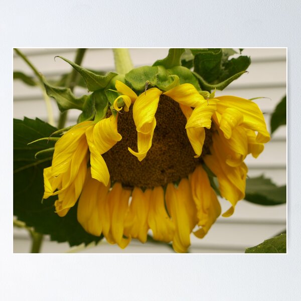 Item preview, Aging sunflower designed and sold by Alyssa Griggs.