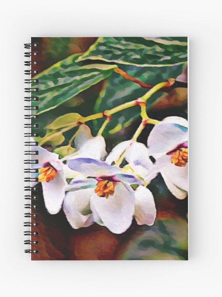 Cuaderno de espiral « Señora brasileña - Planta de Begonia de alas de ángel  | Pintura» de ctaylorscs | Redbubble