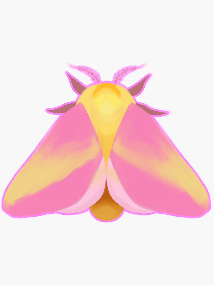 rosy maple moth  The Dragonfly Woman