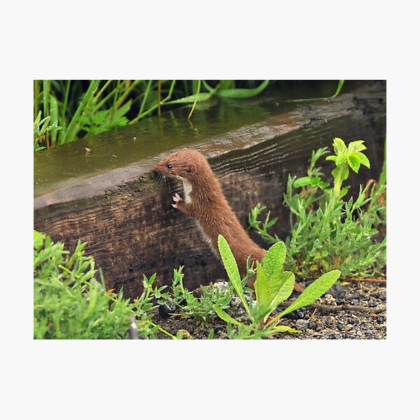 Item preview, weasel takes a sip of rainwater designed and sold by Grandalf.