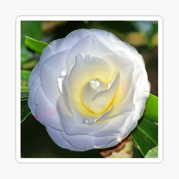 Camellia Flower Sticker – CJ's Sticker Shop