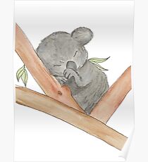 Cute Sleeping Baby Koala Poster