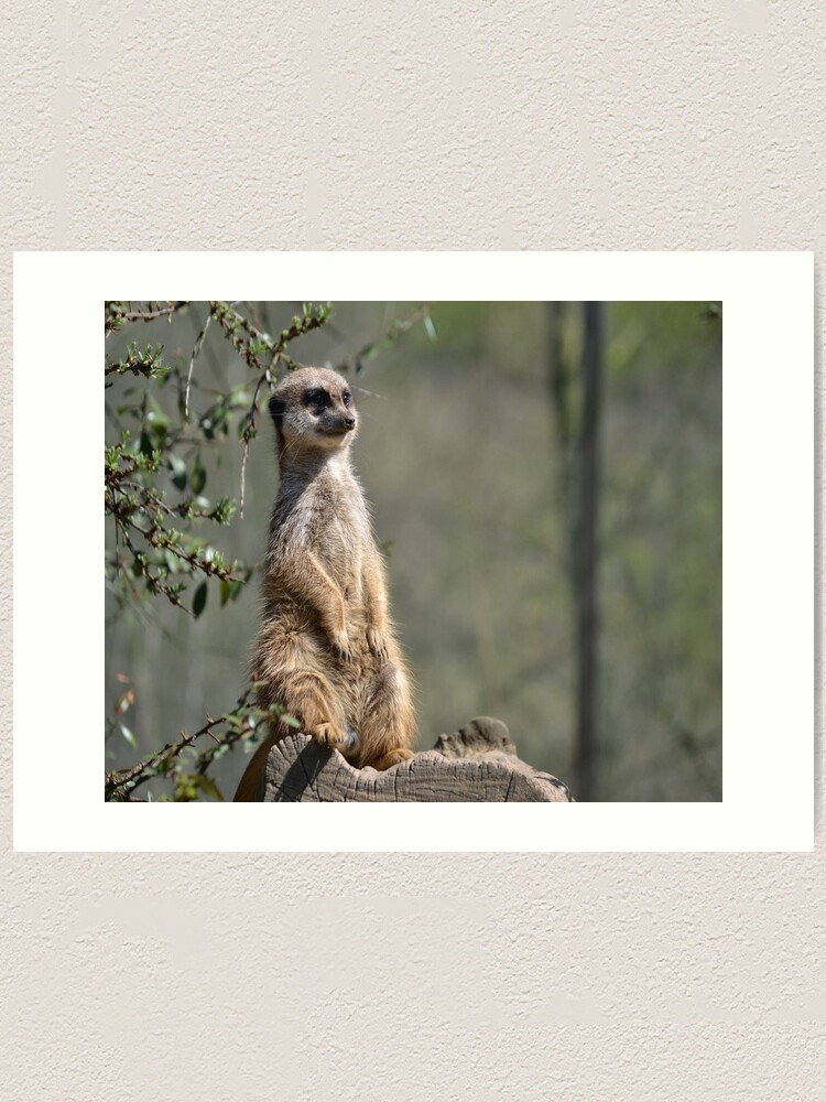 Impression Artistique Un Suricate Drole Par Chantal15 Redbubble