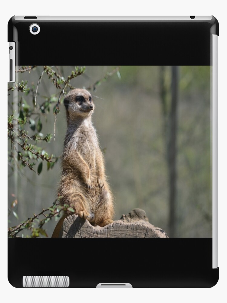 Coque Et Skin Adhesive Ipad Un Suricate Drole Par Chantal15 Redbubble