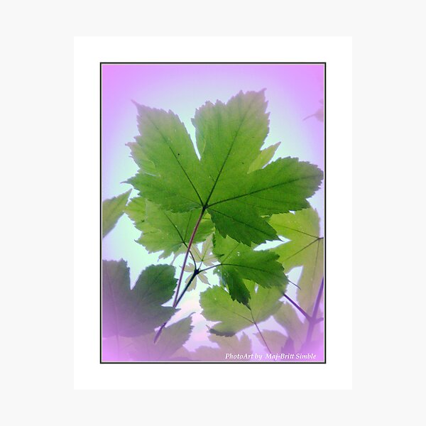 "Maple" Photographic Print