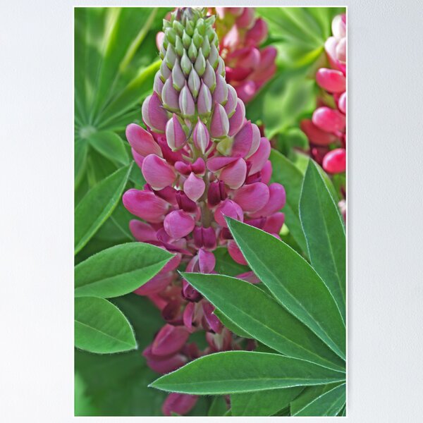 Item preview, My neighbor's garden...! designed and sold by sandraalberts.