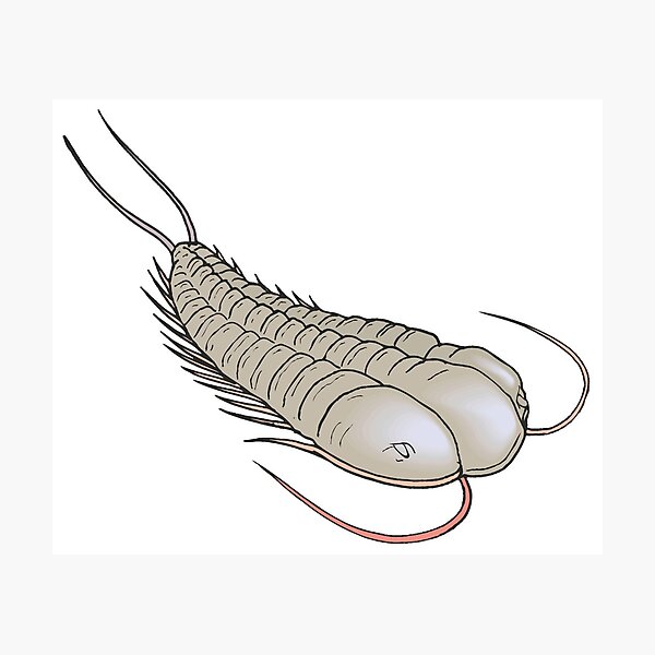 Item preview, Trilobite designed and sold by Judge-Hatchet.