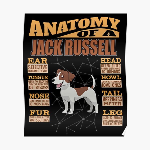 Lebensweisheit Jack Russell Terrier Dachshund Funny Tiere