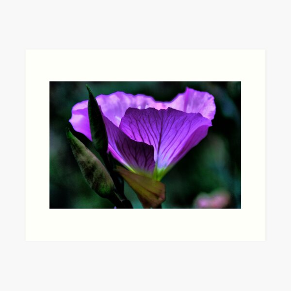 Aperçu de l'œuvre MOONFLOWER créée et vendue par Ann Eldridge.