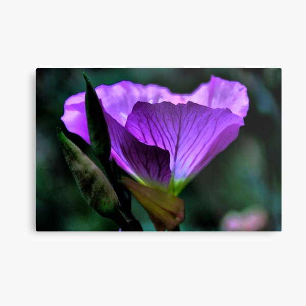 Aperçu de l'œuvre MOONFLOWER créée et vendue par Ann Eldridge.