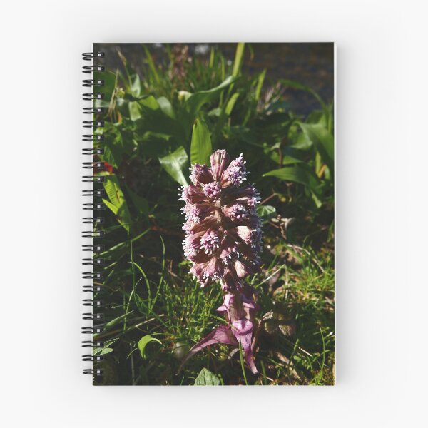 Item preview, Common Butterbur (Petasites Hybridus) designed and sold by IOMWildFlowers.
