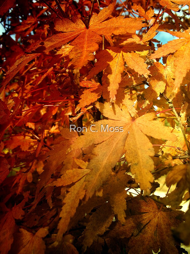 L a s t S u m m e r by ronmoss