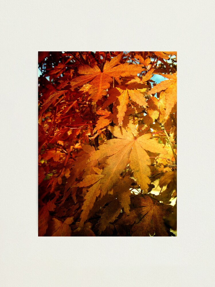 Alternate view of L a s t S u m m e r Photographic Print