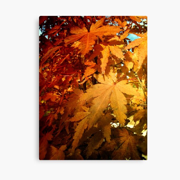 L a s t S u m m e r Canvas Print