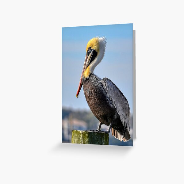 Item preview, Brown Pelican designed and sold by Kathy Baccari.