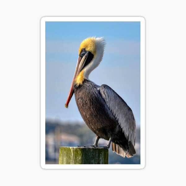Brown Pelican Sticker
