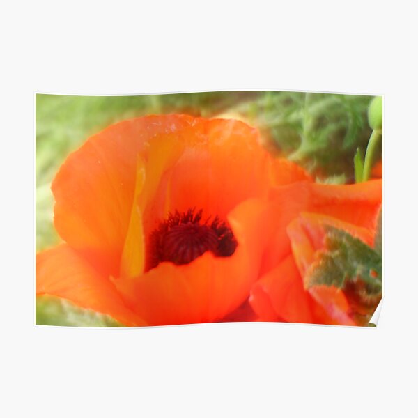 "Klatschmohn" Poster by lenormandcafe Redbubble