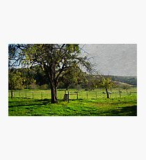 Eight Head and Black Walnuts Photographic Print