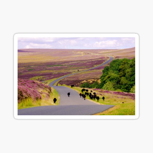 Black Sheep, Spaunton Moor Sticker